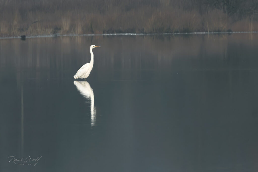 RW26-0207-XT4S8844-IG